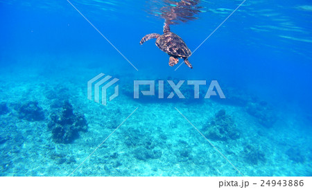 沖縄　渡嘉敷島アオウミガメの水中撮影 24943886