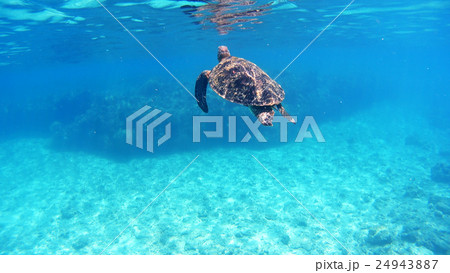 沖縄　渡嘉敷島アオウミガメの水中撮影 24943887