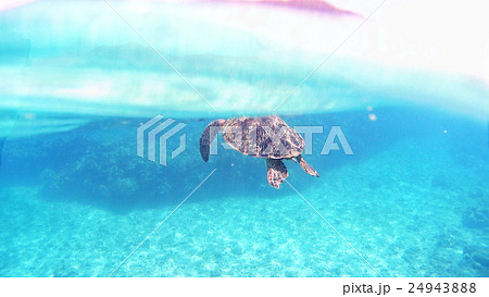 沖縄　渡嘉敷島アオウミガメの水中撮影 24943888