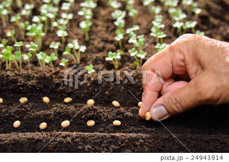Farmer's hand planting seeds in soil 24943914