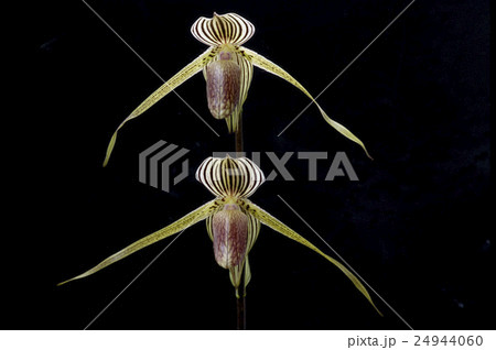 洋ラン(交配種) Paphiopedilumの花 洋ラン(交配種) Paphiopedilumの花 24944060