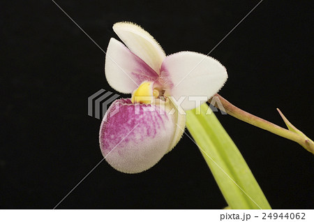 原種洋ラン Phragmipedium schlimiiの花 24944062