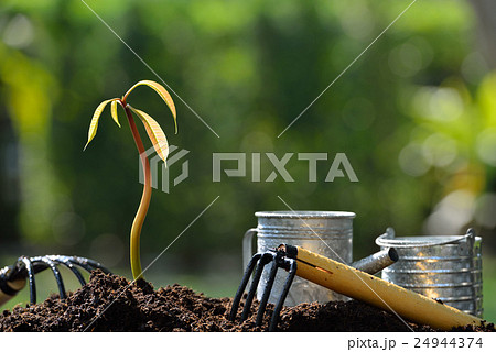 Young plant with gardening tools (mango tree) Young plant with gardening tools (mango tree) 24944374