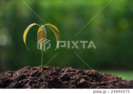 Young plant in the morning light  24944375