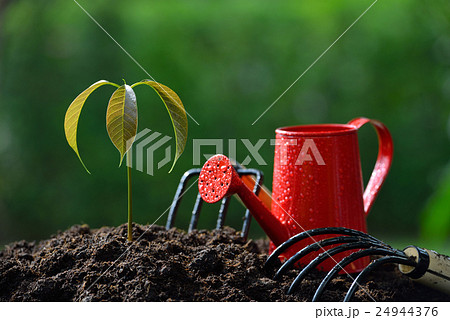 Young plant with gardening tools Young plant with gardening tools 24944376