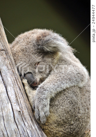 Cute Australian Koala sleeping in a gum tree  24944477
