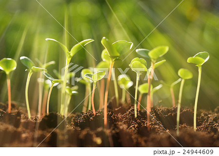 Green sprouts growing out from soil  24944609