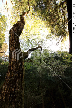 森の中の木 24945511