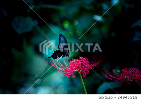 ヒガンバナとカラスアゲハ 24945518