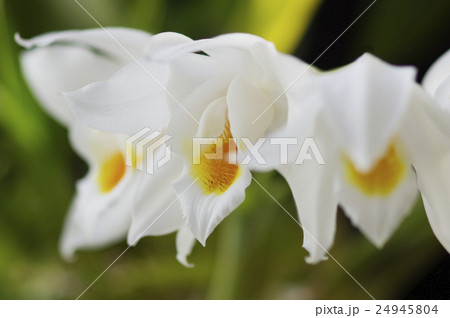 原種洋ランCoelogyne mooreana "Brockhurst" の花 24945804