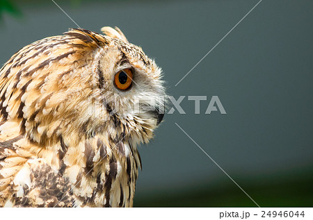 フクロウの横顔の写真素材