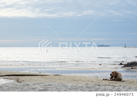 タイ国サメット島ビーチ（Thai Beautiful Beach of Samet Island） 24946073