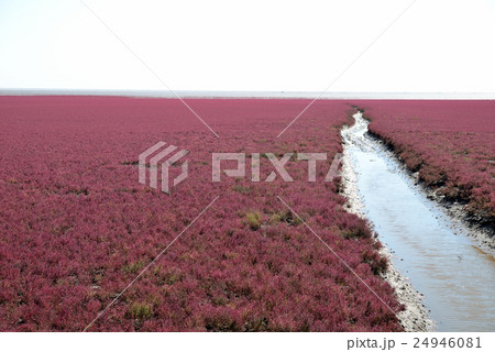 中国の湿地　赤く染まるマツナ 24946081