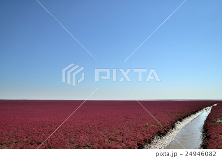 一面に広がる赤い海 中国遼寧省の写真素材