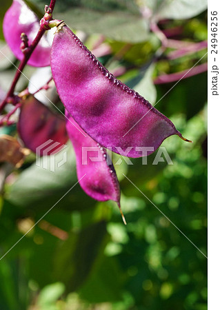 赤紫が美しいフジマメの莢 24946256