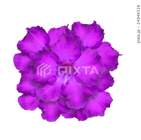 Desert Rose or Impala Lily or Mock Azalea isolate Desert Rose or Impala Lily or Mock Azalea isolate 24946526