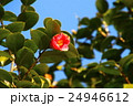 椿 24946612