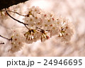 桜 24946695