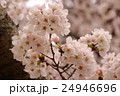 桜 24946696