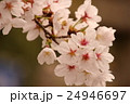 桜 24946697