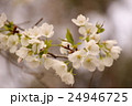 桜 24946725