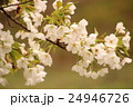 桜 24946726