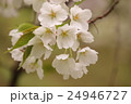 桜 24946727