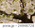 桜 24946728