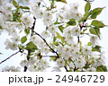 桜 24946729