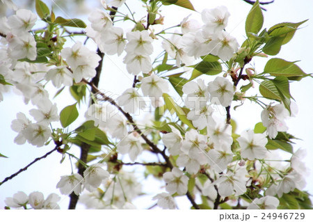 桜 24946729