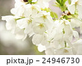 桜 24946730