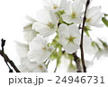 桜 24946731