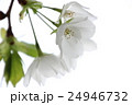 桜 24946732