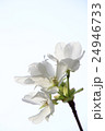 桜 24946733