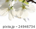 桜 24946734