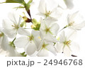 桜 24946768
