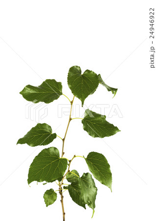 Mulberry tree branch isolated on background Mulberry tree branch isolated on background 24946922