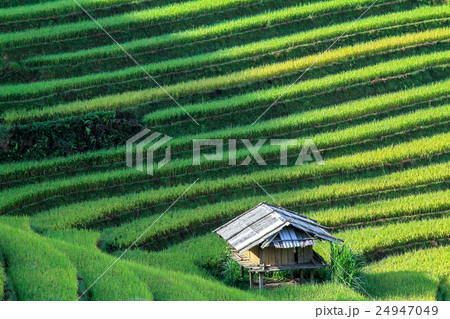 Rice fields on terraced in rainny season, Vietnam 24947049