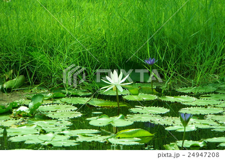 睡蓮の池(Pond of Water Lily) 24947208