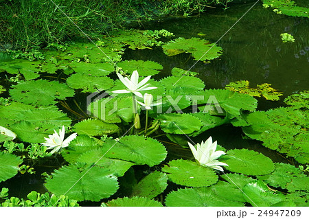 睡蓮の池(Pond of Water Lily) 24947209