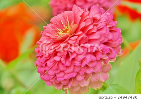 ジニア、ヒャクニチソウ（Zinnia） 24947430