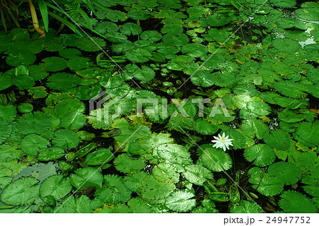 睡蓮の池(Pond of Water Lily) 24947752