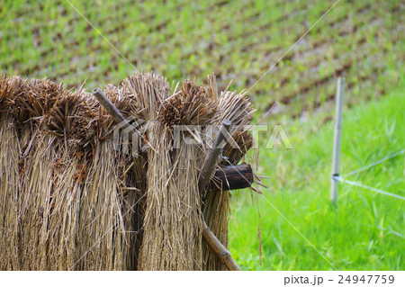 稲藁干し 24947759