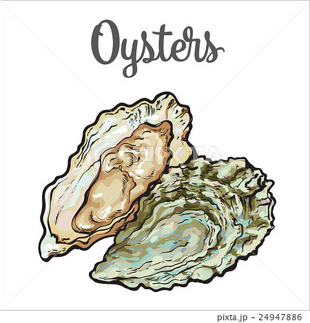 Fresh Oyster Isolated On A White Backgroundのイラスト素材