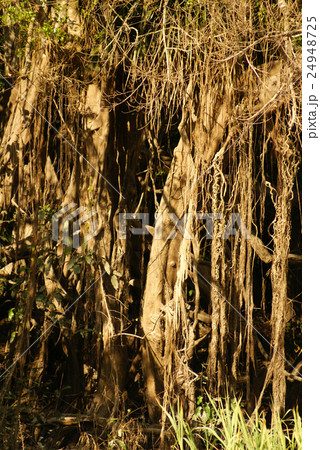 A river and beautiful trees in a rainforest Peru 24948725