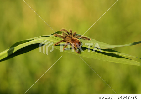 Juvenile Burgundy skeleton tarantula  Juvenile Burgundy skeleton tarantula  24948730