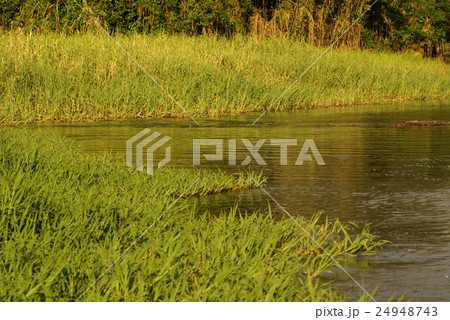 A river and beautiful trees in a rainforest Peru 24948743