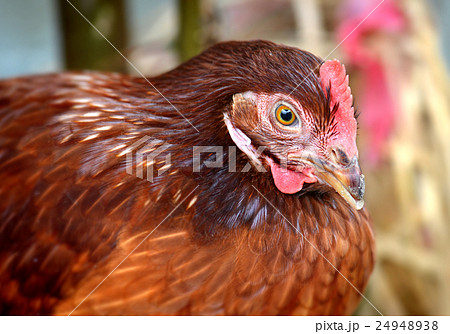 Hen young hybrid chicken in livestock farm Hen young hybrid chicken in livestock farm 24948938