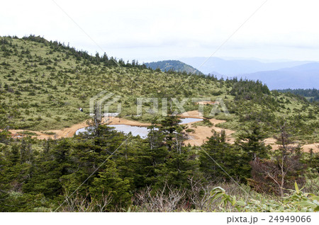 八甲田　田茂萢湿原 24949066