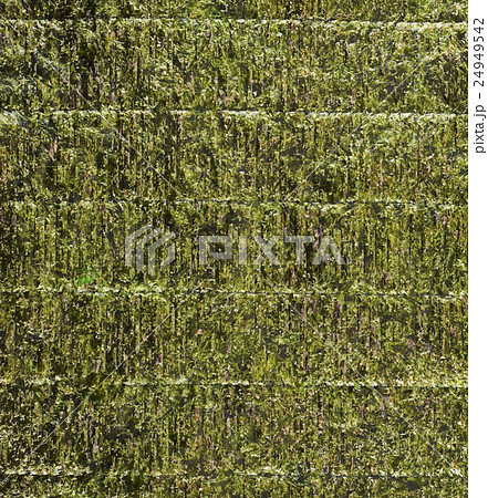 Nori edible seaweed sheet 24949542